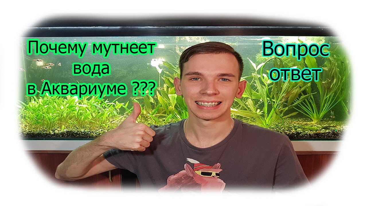 Почему мутнеет вода в аквариуме, как правильно кормить аквариумных рыбок, вода как молоко