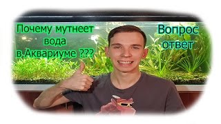 Почему мутнеет вода в аквариуме, как правильно кормить аквариумных рыбок, вода как молоко Почему мутнеет вода в аквариуме, как правильно кормить аквариумных рыбок, вода как молоко
