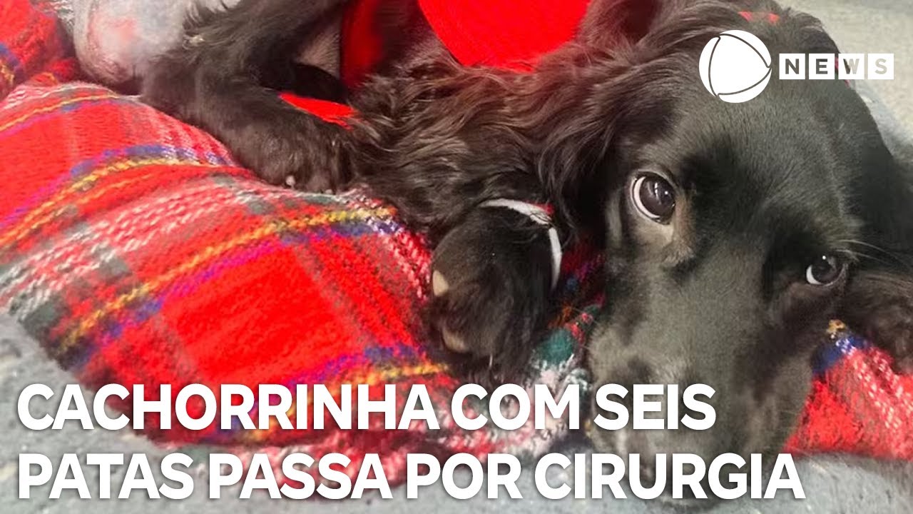 Cachorra com seis patas faz cirurgia para remover membros extras