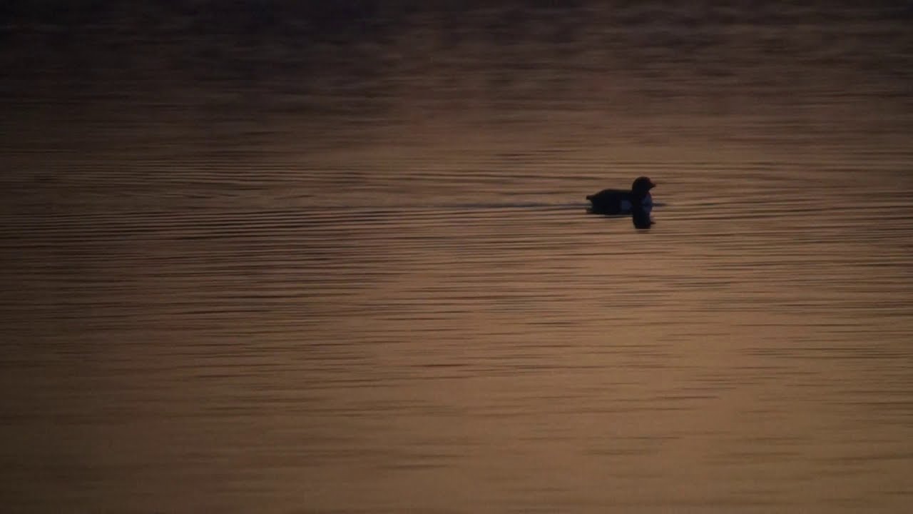 Thick billed Murre Kortbekzeehoet Veerse Meer The Netherlands Luuk Punt