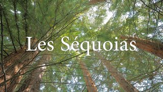 Documentaire - Les Séquoias, Les Plus Grands Arbres Au Monde