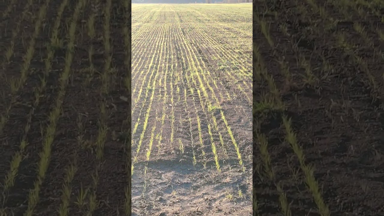 Молоденький лужок на сено