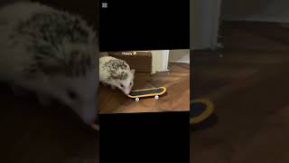 Shoeing My Hedgehog A Slaytboard