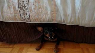 Miniature Pinscher - Hiding And Barking