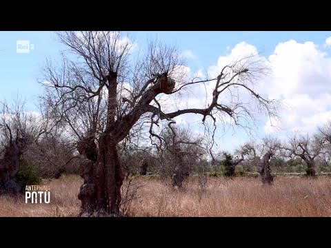 Xylella epidemic, over 20 million olive trees destroyed - Patù, the passion for ideas 10/07/2026