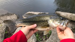 The Best Winter Largemouth Bass Baits!