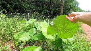 CONHEÇA A CAAPEBA AMAZÔNICA, MAIS UMA PLANTA ALIMENTÍCIA NÃO CONVENCIONAL, PANC