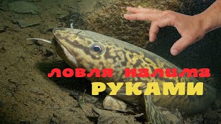 ШОК!!! ловлю НАЛИМА голыми РУКАМИ!!!