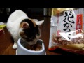 猫に鰹節を毎日朝昼晩18年間も与えていますが、今なお元気ですEnglish, etc.