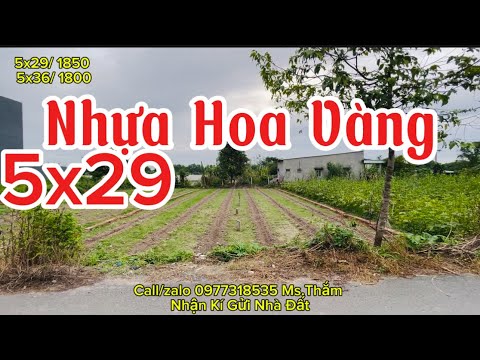 🆘 5x36 và 5x29 Nhựa Hoa Vàng , Nên chọn nền nào ? 