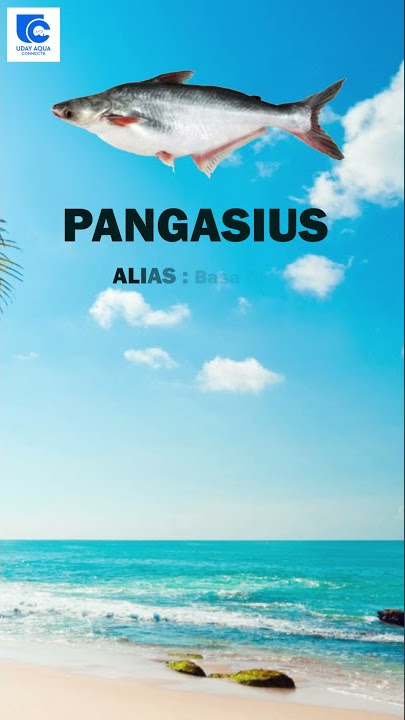 Pangasius alias Basa fish farming in RAS, BioFloc, & Pondculture.