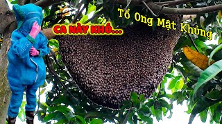 Phát hiện tổ ong mật lớn trong vườn nhà và lần đầu ăn mật ong nguyên chất.