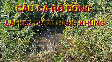 Câu cá rô đồng, hôm nay tiếp tục lên hàng khủng 