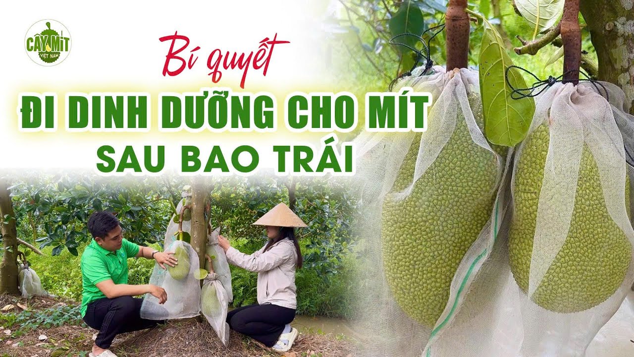 BÍ QUYẾT ĐI DINH DƯỠNG CHO MÍT SAU BAO TRÁI #caymitvietnam #kythuattrongmit #caymit #jackfruit