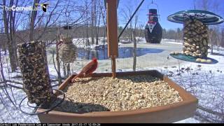 Watch LIVE at http://AllAboutBirds.org/CornellFeeders for news, updates, and more information about the pond and its surroundings. 