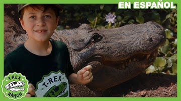 Caimanes chulos y reptiles increíbles en parque natural, diversión en familia y juguetes sorpresa