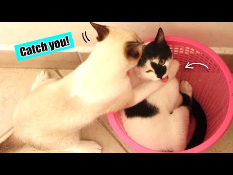 Funny Cat Videos: When Kitties Attack | Cat's Secret Antics | Travesuras secretas de mis gatos!