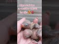 TRAVESURAS DE MIS AGAPORNIS. Hoy hace un año que Verdi y Rubí llegaron a esta familia 😍