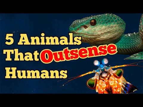 5 Animals with