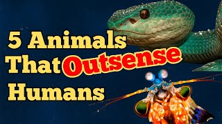5 Animals with Super Senses Humans Can Only Dream Of!