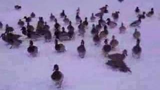 When Ducks Attack