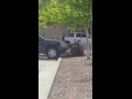Moose Births Calf at Lowes Moose Births Calf at Lowes