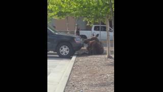 In Alaska, it is common for Moose to birth their young in or near town, where they feel safe from Bears and Wolves.