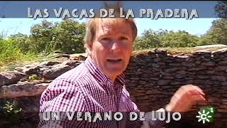 Toros De Reservatauro Vacas A La Pradera En Un Verano De Lujo 2016 Toros Desde Andalucía