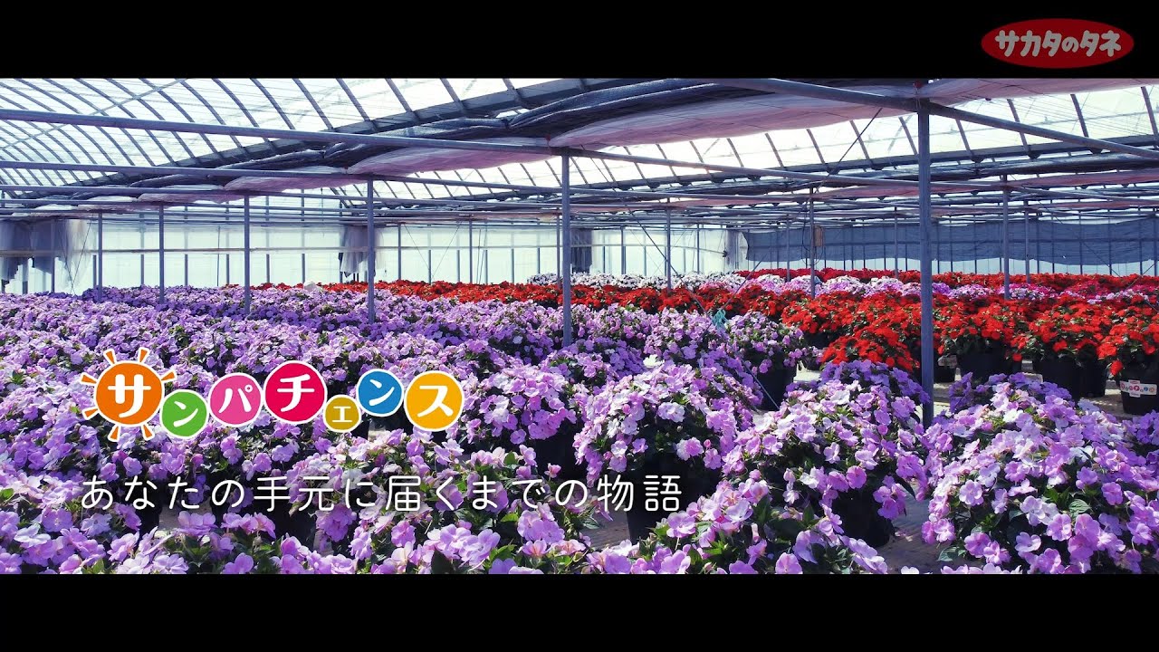 花、2点目からさん専用 サンパチェンスがあなたの手元に届くまでの物語 - YouTube