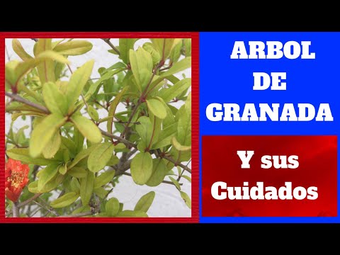 Video: Cuidado invernal de los árboles de granada - Consejos para pasar el invierno en los árboles de granada