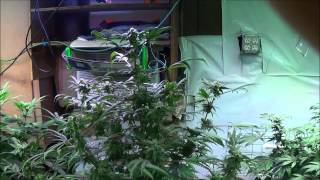 Kushington Farms and Lush LED Lighting takes a wander through the garden 01 30 14