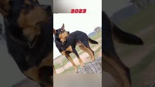 Australian kelpie dog #youtubeshorts #animals