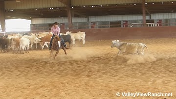 Kid Malibu - REALLY nice gelding - ValleyViewRanch.net