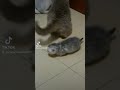 cat"how dare are you? don't hurt my baby"