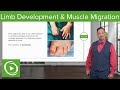 Limb Development and Muscle Migration – Embryology | Lecturio