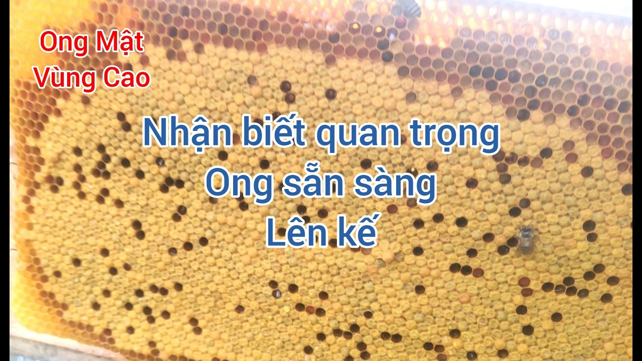 Важные факторы. Понимание этих факторов при планировании многоуровневой системы пчеловодства. #ме...