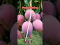 The Ultimate Guide to Successful Mango Cultivation and Care #shorts #vairalvideo