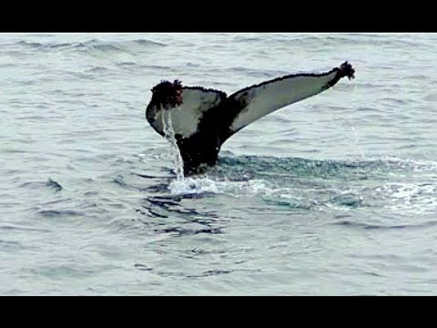 וִידֵאוֹ: המקומות הטובים ביותר לצפייה בלווייתנים בסקנדינביה