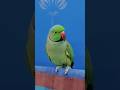 #parrot #talkingparrot #cuteparrot #greenparrot #parrotlover .