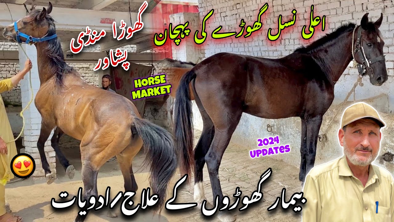 Horse Mandi Ring Road Peshawar 2024 Updates | 3 Lac Desi Racer Horses Arrived | Khyber Social Tv