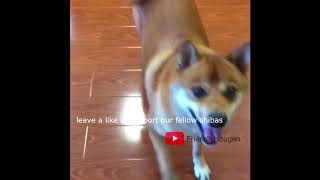 it is currently real shiba hours