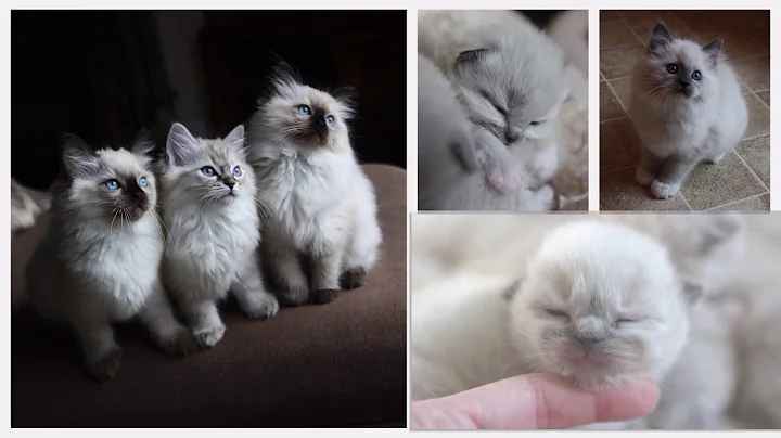 Video 1110671: kitten devon, cats devon, gorgeous kittens