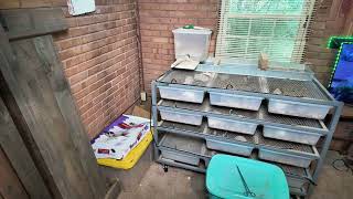 Cleaning out our ARS rat breeding rack.
