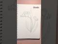 Quick draw Freesia flowers #art #lineart #sketch #flowerdrawing #botanicalart #freesia #drawing