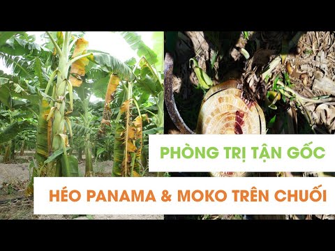 Video: Kiểm soát bệnh héo Fusarium trên chuối - Triệu chứng bệnh héo Fusarium trên chuối là gì