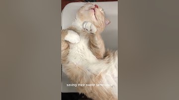 Decoding Cat Meows: The Secret Language of Felines Revealed! #animals #animal #creature#cat