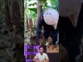 با یک تیکه چوب! موز شیرین تر میشه😱