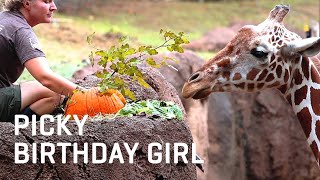 PICKY GIRAFFE Doesnt Want Her Birthday Treat
HAPPY BIRTHDAY JADE 🦒: Zoologist Ashley B. made a special pumpkin treat for Jade to celebrate her 13th birthday earlier this month. Our giraffes can be picky eaters, but its the thought that counts, right?! 😂
➡ Subscribe: http://bit.ly/SubscribeDallasZooTube
Follow the Dallas Zoo:
Official Site: http://bit.ly/DallasZooOfficialSite
ZooHoo Blog: http://bit.ly/DallasZooHooBlog
Facebook: http://bit.ly/DallasZooFacebook
Instagram: http://bit.ly/DallasZooInstagram
Twitter: https://twitter.com/dallaszoo
Engaging People & Saving Wildlife PICKY GIRAFFE Doesnt Want Her Birthday Treat