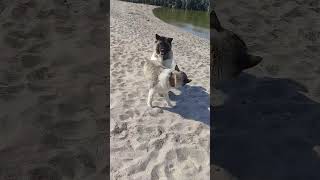 #dog #akita #games #summer #heat #sea #akitadog #beagle #basenji #bichon