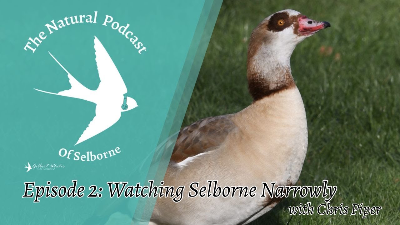 Selbourne Routledge The Natural Podcast of Selborne: Episode 2: Watching Selborne Narrowly ...